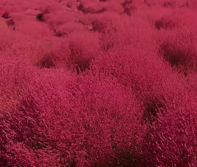 1000 Seeds Kochia scoparia Burning Bush - Fire Red Color Fresh Seeds