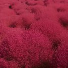 1000 Seeds Kochia scoparia Burning Bush - Fire Red Color Fresh Seeds