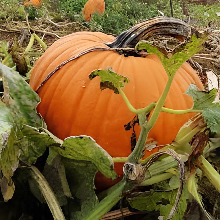 2 Seeds Rare Heirloom Red White Pumpkin 'Censer' Fresh Seeds