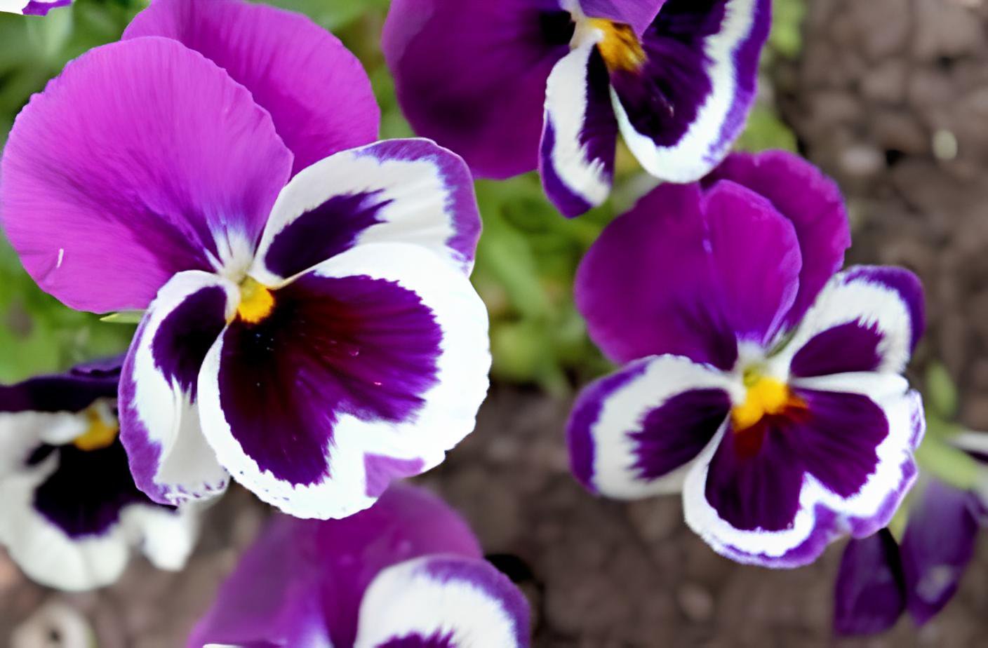 60 Seeds Pansy Dark Blue White Petals Flower Fresh Seeds