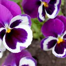 60 Seeds Pansy Dark Blue White Petals Flower Fresh Seeds