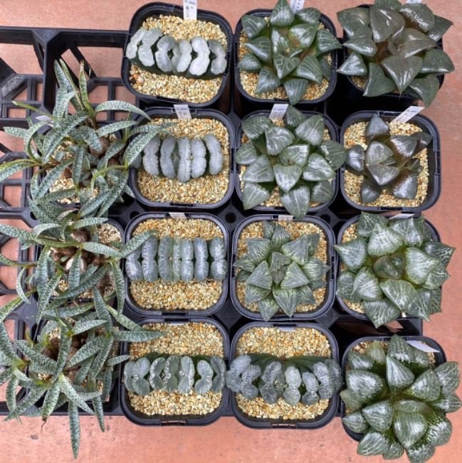 40 Seeds Haworthia truncata Rainbow Mixed of Bonsai Succulent Fresh Seeds
