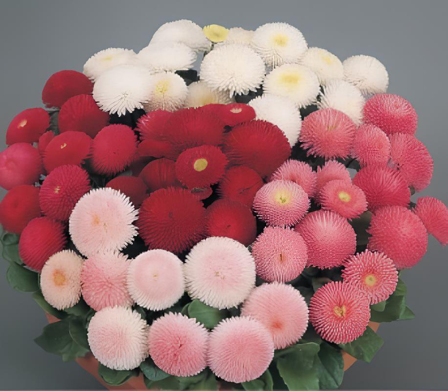 10 Seeds 21 Types Bellis Perennis Flower Fresh Seeds