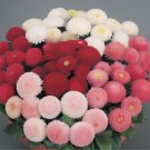 10 Seeds 21 Types Bellis Perennis Flower Fresh Seeds