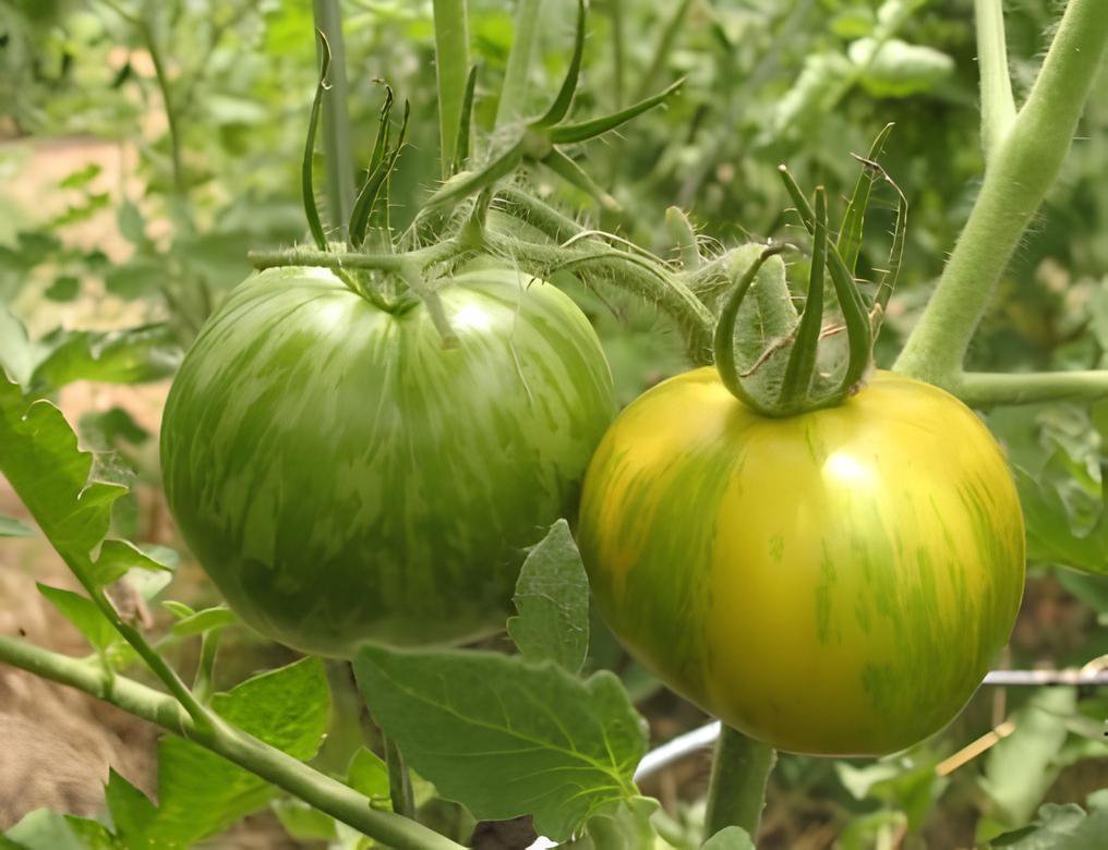 600 Seeds Green Colorful' Indeterminate Tomato Organic Fresh Seeds