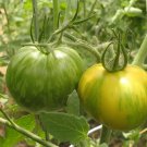 600 Seeds Green Colorful' Indeterminate Tomato Organic Fresh Seeds