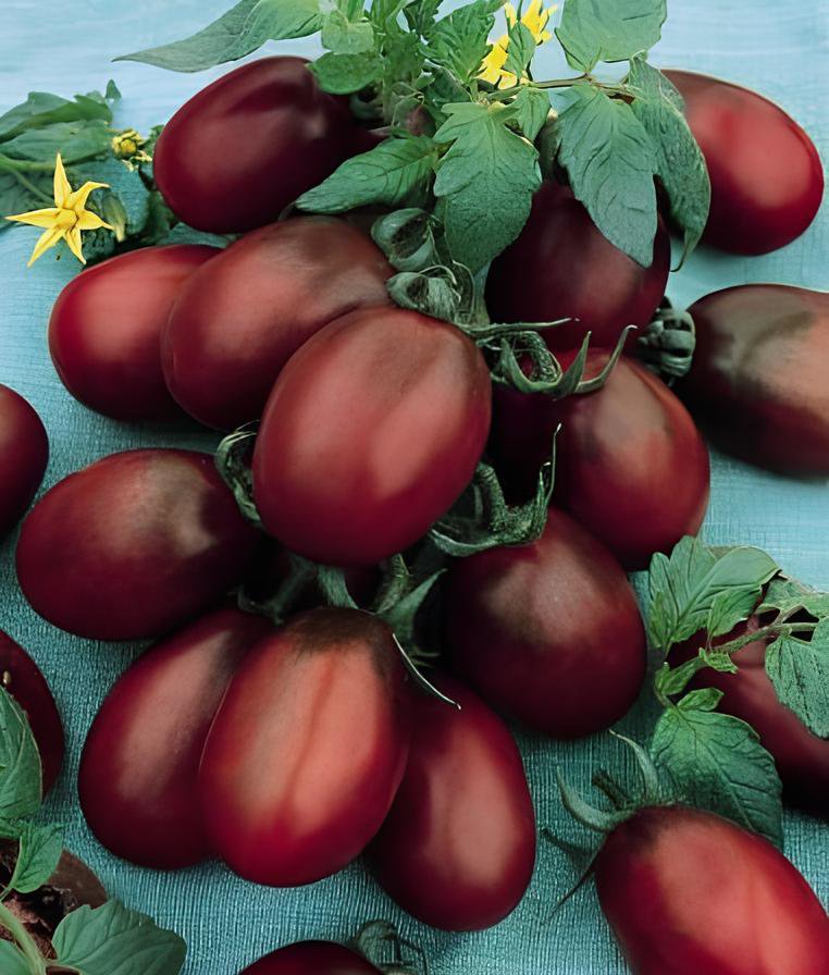 600 Seeds Purple Rose' Cherry Tomato Organic Fresh Seeds