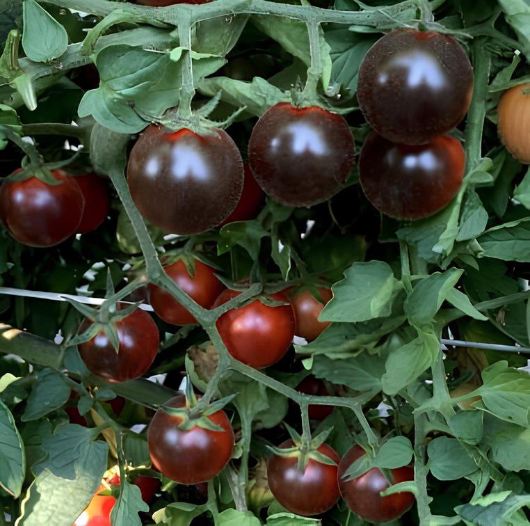 600 Seeds Giant Tomato Black Red Organic Fruit Fresh Seeds