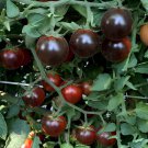 600 Seeds Giant Tomato Black Red Organic Fruit Fresh Seeds