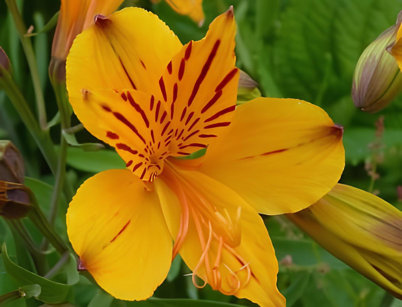 200 Seeds Colorful Lily Fresh Seeds