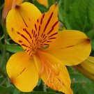200 Seeds Colorful Lily Fresh Seeds