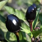 40 Seeds Hot Chilli Pepper Black Olive Fresh Seeds