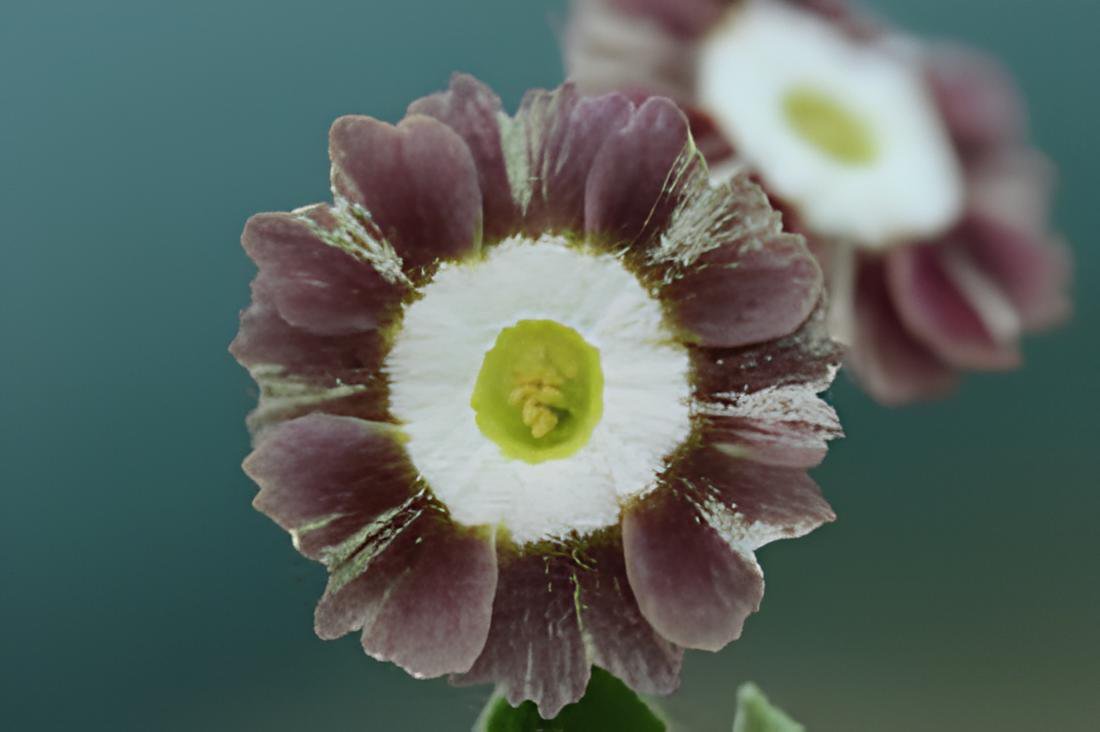30 Seeds Primula Auricula Handsome Lass Fresh Seeds