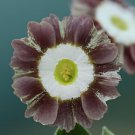 30 Seeds Primula Auricula Handsome Lass Fresh Seeds