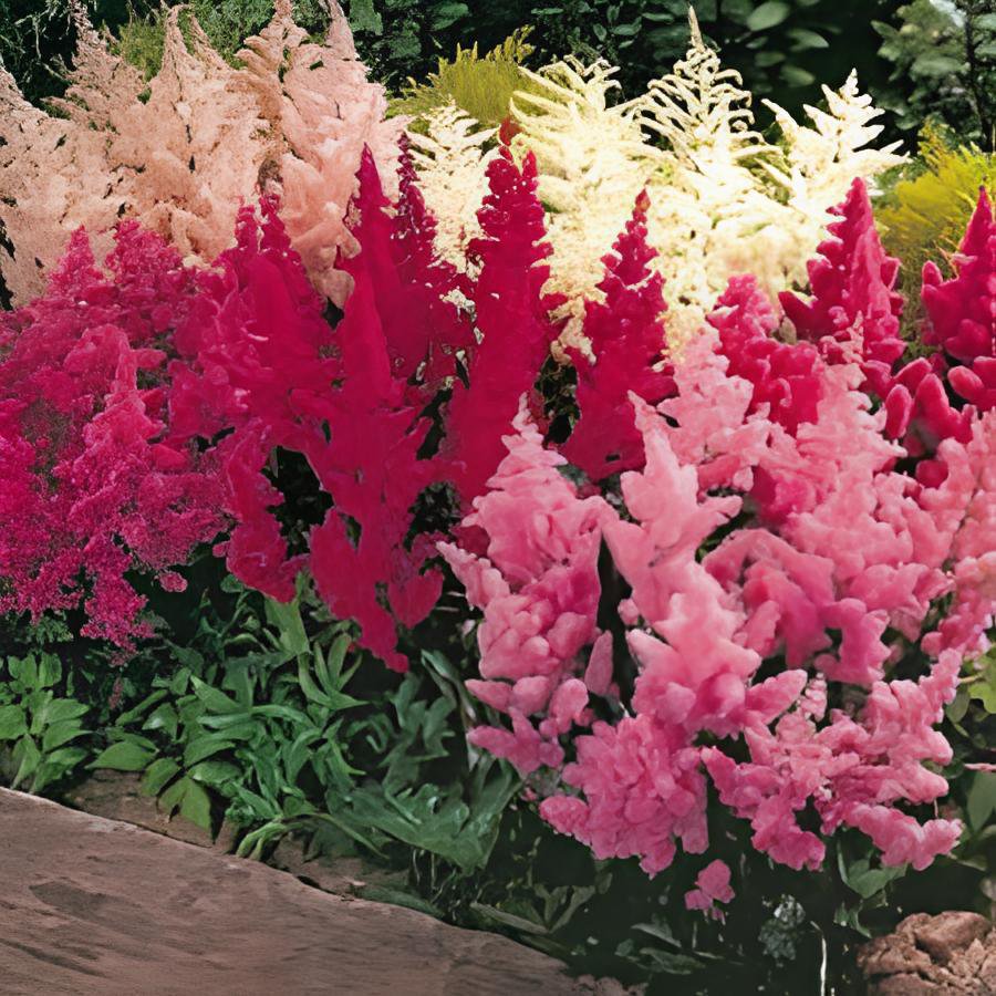 200 Seeds Astilbe Seeds Mixed Red Blue White Pink Colors Fresh Seeds