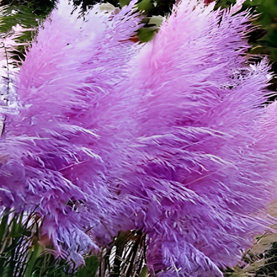 800 Seeds Purple Pampas Seeds Ornamental Perennial Plant Fresh Seeds