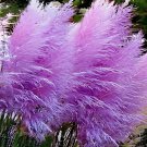 800 Seeds Purple Pampas Seeds Ornamental Perennial Plant Fresh Seeds