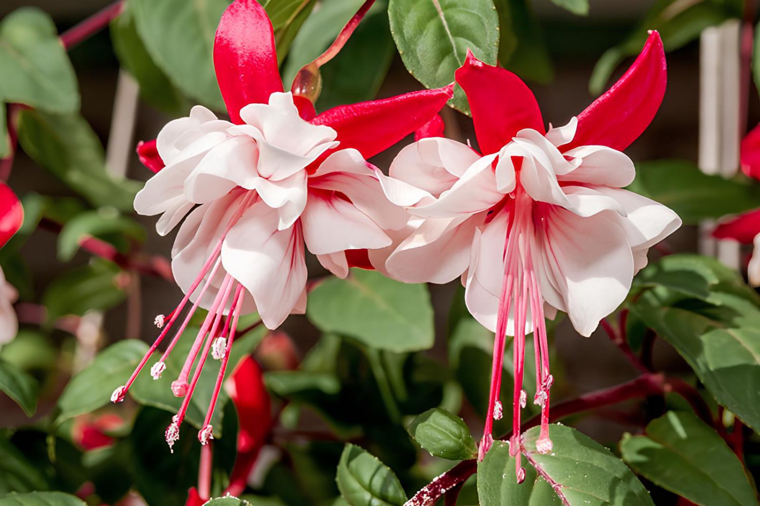 400 Seeds Fuchsia Seeds Rose Red White Double Flowers Fresh Seeds