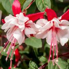400 Seeds Fuchsia Seeds Rose Red White Double Flowers Fresh Seeds