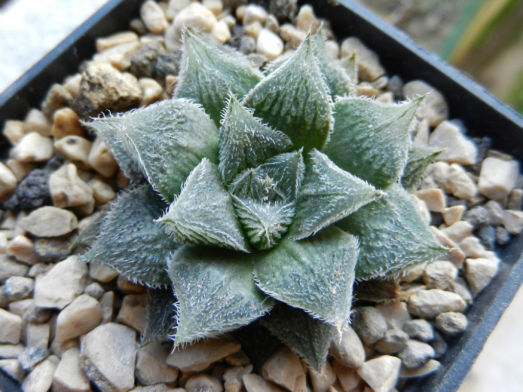 40 Seeds Mixed Haworthia Fresh Seeds