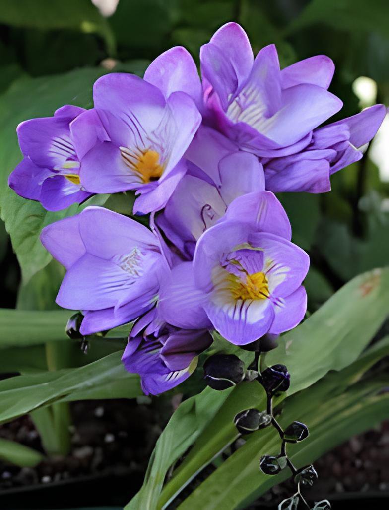 40 Seeds Freesia Flower Seeds Purple Flowers Fresh Seeds