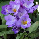 40 Seeds Freesia Flower Seeds Purple Flowers Fresh Seeds