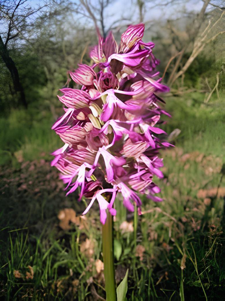 200 Seeds Rare Orchid Man Flowers Monkey Orchid Fresh Seeds