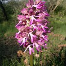 200 Seeds Rare Orchid Man Flowers Monkey Orchid Fresh Seeds
