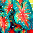 300 Seeds Multiple Colour Thailand Caladium Bonsai Fresh Seeds