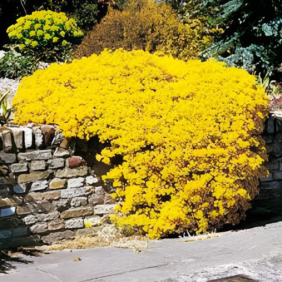 200 Seeds Yellow Creeping Thyme Cress Rock Perennial Fresh Seeds