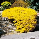 200 Seeds Yellow Creeping Thyme Cress Rock Perennial Fresh Seeds