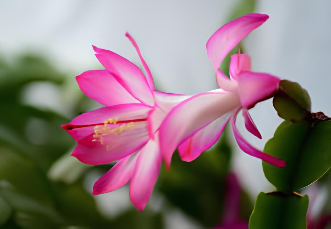 200 Seeds schlumbergera Flores Christmas Cactus Plant plantas Fresh Seeds