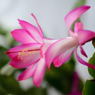 200 Seeds schlumbergera Flores Christmas Cactus Plant plantas Fresh Seeds