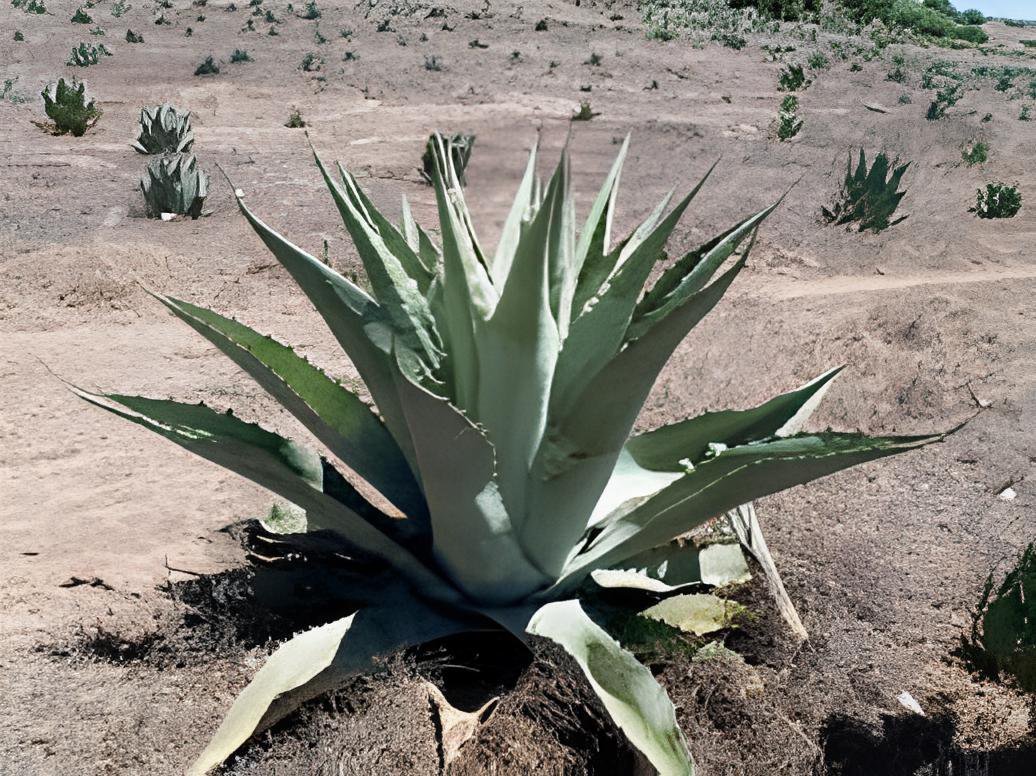 20 Seeds Agave Durangensis Agave Garden Plants Fresh Seeds