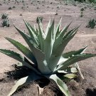 20 Seeds Agave Durangensis Agave Garden Plants Fresh Seeds