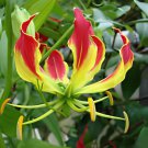 100 Seeds Garland Flame Lilium brownii Flower Balcony Fresh Seeds