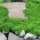 400 Seeds Herniaria Glabra Herb - Green Carpet - Ground Cover Fresh Seeds