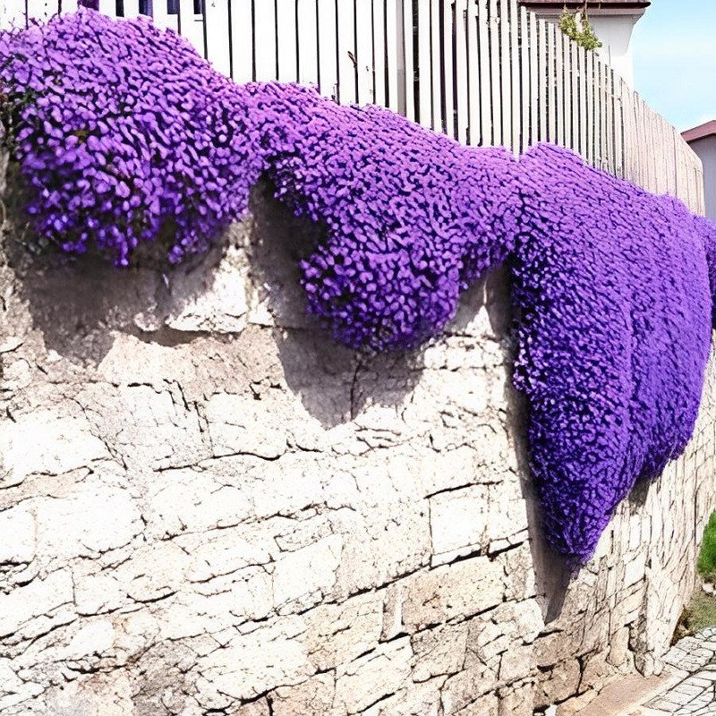 600 Seeds Creeping Thyme Bonsai Purple Cress Rock Flowers Fresh Seeds