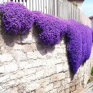 600 Seeds Creeping Thyme Bonsai Purple Cress Rock Flowers Fresh Seeds