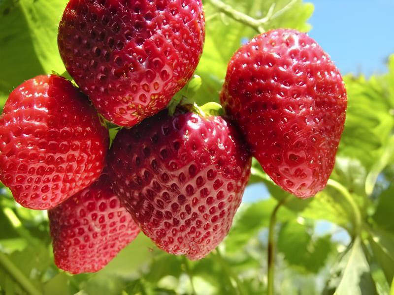 600 Seeds Red Strawberry Seeds Giant Juicy Potted Fruit Fresh Seeds
