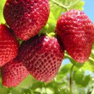 600 Seeds Red Strawberry Seeds Giant Juicy Potted Fruit Fresh Seeds