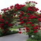 400 Seeds Climbing Rose Tree Rose Red Flowers Fresh Seeds