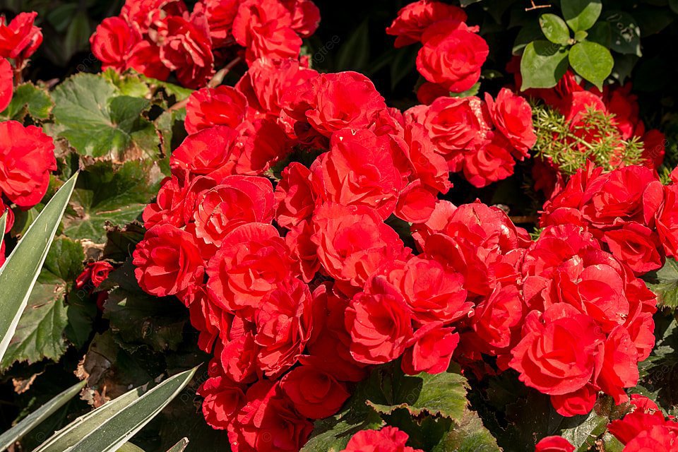 100 Seeds Red Rieger Begonias Fresh Seeds