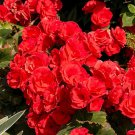 100 Seeds Red Rieger Begonias Fresh Seeds