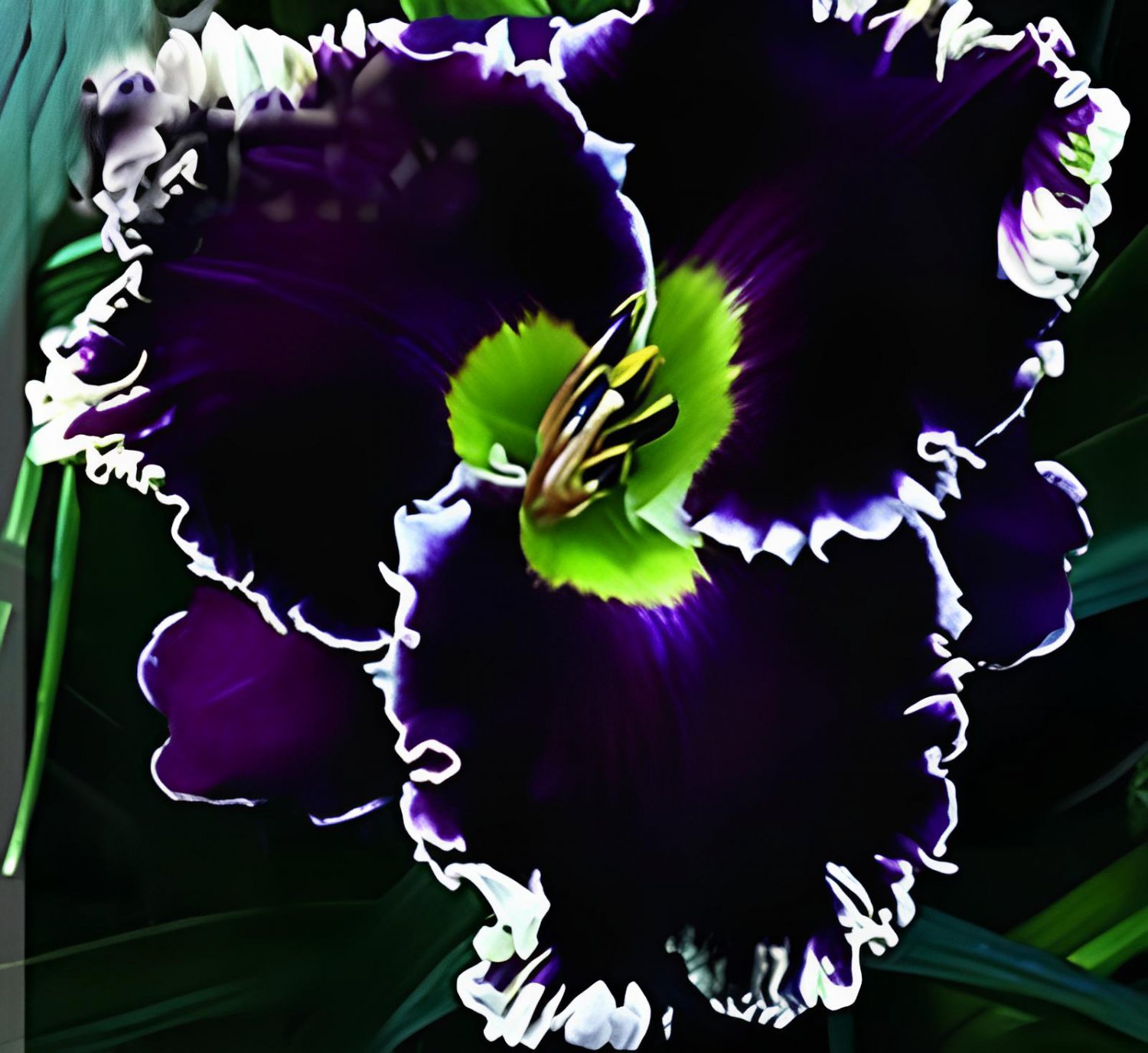 240 Seeds Hybrid Daylily Flowers Fresh Seeds