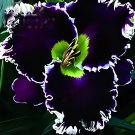 240 Seeds Hybrid Daylily Flowers Fresh Seeds