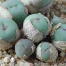 200 Seeds Conophytum vanzylii Livingstones Fresh Seeds