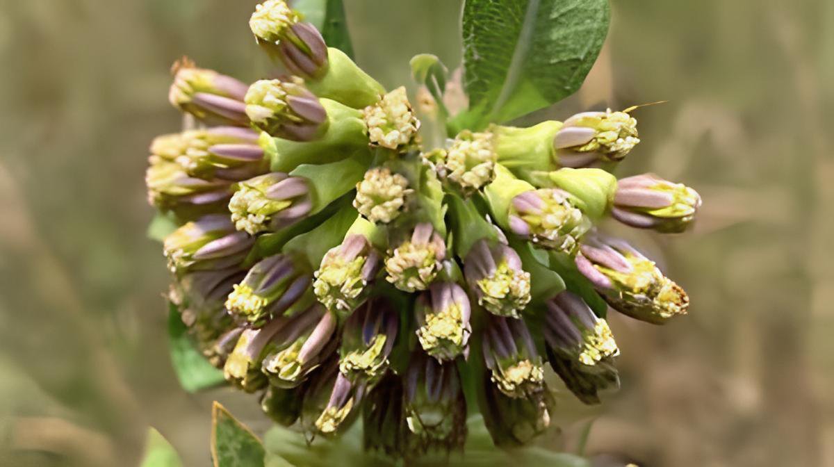 20 Seeds Asclepias viridiflora Green Comet Milkweed Fresh Seeds
