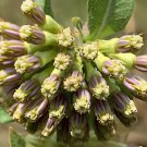 20 Seeds Asclepias viridiflora Green Comet Milkweed Fresh Seeds