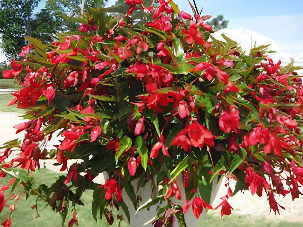 30 Seeds Begonia Santa Cruz Sunset Trailing Begonia Fresh Seeds